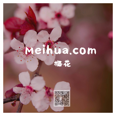 meihua.com