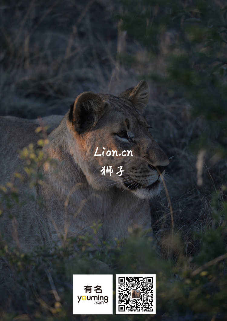 lion.cn